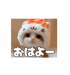 私の毎日の挨拶①（個別スタンプ：11）