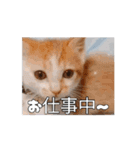 私の毎日の挨拶①（個別スタンプ：14）