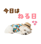 ゆるっとサマー♪マルチーズスタンプ（個別スタンプ：2）