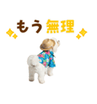 ゆるっとサマー♪マルチーズスタンプ（個別スタンプ：3）