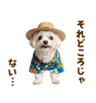 ゆるっとサマー♪マルチーズスタンプ（個別スタンプ：4）