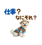 ゆるっとサマー♪マルチーズスタンプ（個別スタンプ：5）