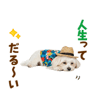 ゆるっとサマー♪マルチーズスタンプ（個別スタンプ：6）