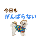 ゆるっとサマー♪マルチーズスタンプ（個別スタンプ：10）