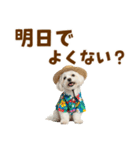 ゆるっとサマー♪マルチーズスタンプ（個別スタンプ：11）