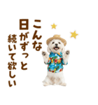 ゆるっとサマー♪マルチーズスタンプ（個別スタンプ：12）