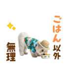 ゆるっとサマー♪マルチーズスタンプ（個別スタンプ：13）