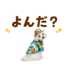 ゆるっとサマー♪マルチーズスタンプ（個別スタンプ：14）