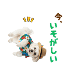 ゆるっとサマー♪マルチーズスタンプ（個別スタンプ：15）