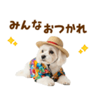 ゆるっとサマー♪マルチーズスタンプ（個別スタンプ：16）