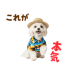ゆるっとサマー♪マルチーズスタンプ（個別スタンプ：17）