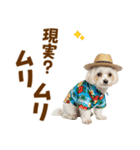 ゆるっとサマー♪マルチーズスタンプ（個別スタンプ：19）