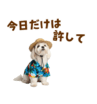 ゆるっとサマー♪マルチーズスタンプ（個別スタンプ：20）