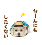 ゆるっとサマー♪マルチーズスタンプ（個別スタンプ：21）
