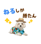 ゆるっとサマー♪マルチーズスタンプ（個別スタンプ：22）