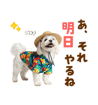 ゆるっとサマー♪マルチーズスタンプ（個別スタンプ：23）