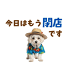 ゆるっとサマー♪マルチーズスタンプ（個別スタンプ：24）