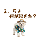 ゆるっとサマー♪マルチーズスタンプ（個別スタンプ：26）