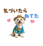 ゆるっとサマー♪マルチーズスタンプ（個別スタンプ：27）
