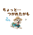 ゆるっとサマー♪マルチーズスタンプ（個別スタンプ：28）