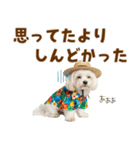 ゆるっとサマー♪マルチーズスタンプ（個別スタンプ：29）
