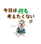 ゆるっとサマー♪マルチーズスタンプ（個別スタンプ：30）