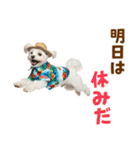ゆるっとサマー♪マルチーズスタンプ（個別スタンプ：31）