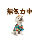 ゆるっとサマー♪マルチーズスタンプ（個別スタンプ：32）