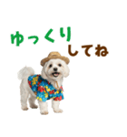 ゆるっとサマー♪マルチーズスタンプ（個別スタンプ：33）