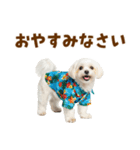 ゆるっとサマー♪マルチーズスタンプ（個別スタンプ：34）