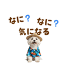 ゆるっとサマー♪マルチーズスタンプ（個別スタンプ：35）