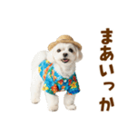 ゆるっとサマー♪マルチーズスタンプ（個別スタンプ：36）