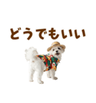 ゆるっとサマー♪マルチーズスタンプ（個別スタンプ：37）