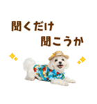 ゆるっとサマー♪マルチーズスタンプ（個別スタンプ：38）