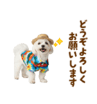 ゆるっとサマー♪マルチーズスタンプ（個別スタンプ：39）