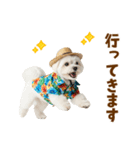 ゆるっとサマー♪マルチーズスタンプ（個別スタンプ：40）