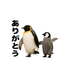 動く！ペンギン親子（個別スタンプ：1）