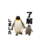 動く！ペンギン親子（個別スタンプ：2）