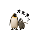 動く！ペンギン親子（個別スタンプ：3）