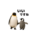動く！ペンギン親子（個別スタンプ：4）