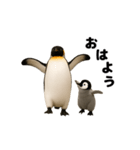 動く！ペンギン親子（個別スタンプ：6）