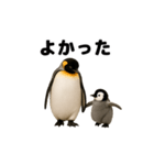 動く！ペンギン親子（個別スタンプ：8）