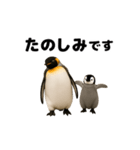 動く！ペンギン親子（個別スタンプ：10）