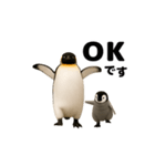 動く！ペンギン親子（個別スタンプ：12）