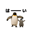 動く！ペンギン親子（個別スタンプ：13）