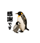 動く！ペンギン親子（個別スタンプ：15）