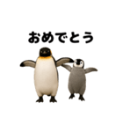 動く！ペンギン親子（個別スタンプ：16）