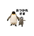 動く！ペンギン親子（個別スタンプ：17）