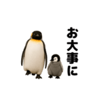 動く！ペンギン親子（個別スタンプ：18）