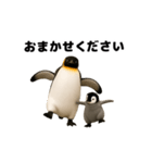 動く！ペンギン親子（個別スタンプ：20）
